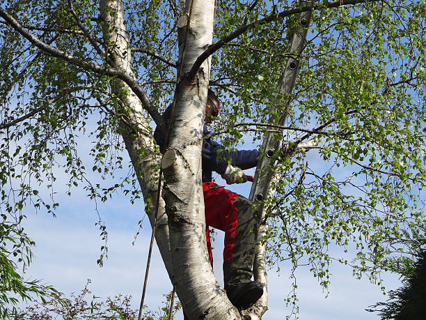 Tree and Shrub Care in Nashville, IL